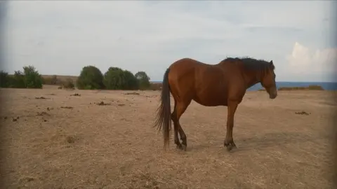 Raw anamorphic clip needing desqueeze